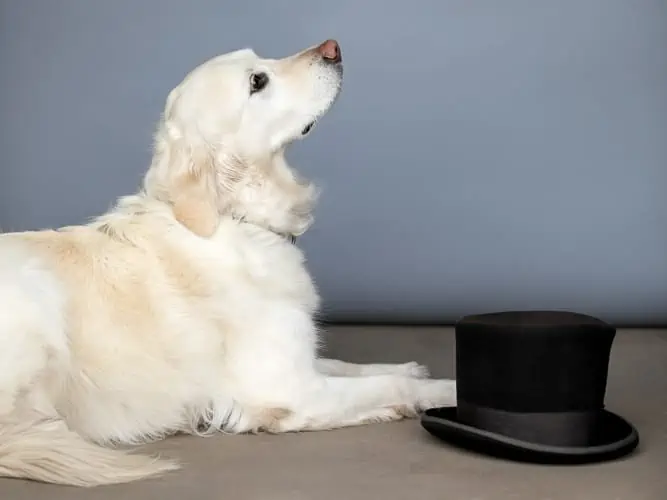 About harmony dog so cute